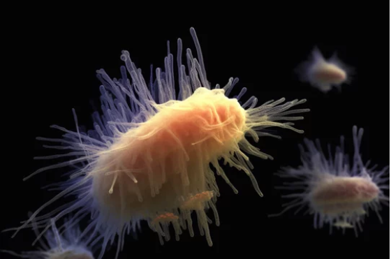 NeuralSync™ Rife Frequencies: Detox Parasites